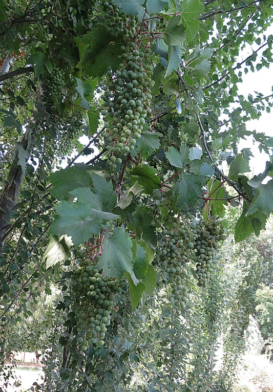 a large green bush with small bunches of berries hanging from it