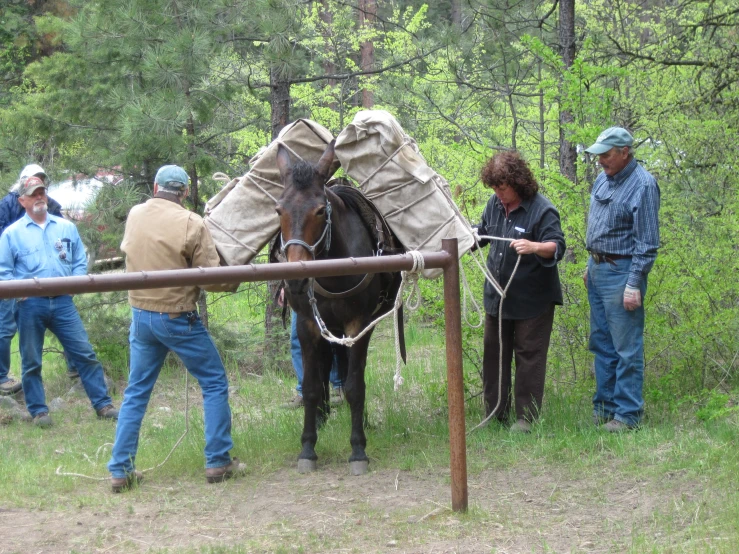 three men standing next to a horse tied up