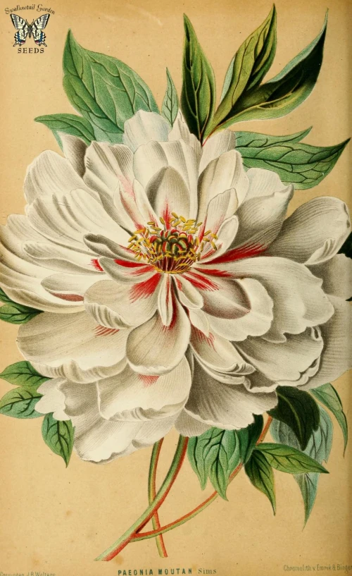 an old flower on a cream background