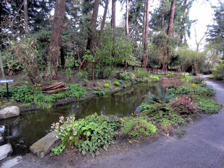 a water source surrounded by lush green trees