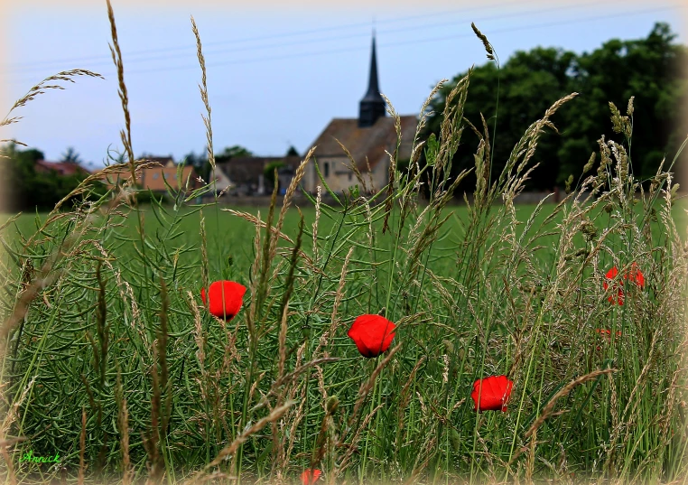 red flowers are in a field with a church in the background
