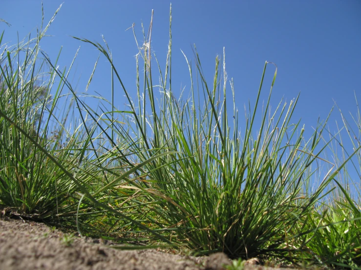 long grass standing in the sun on a sandy ground
