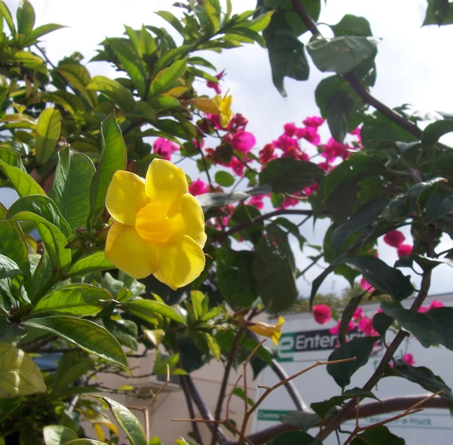 a closeup of a flower near several pink flowers