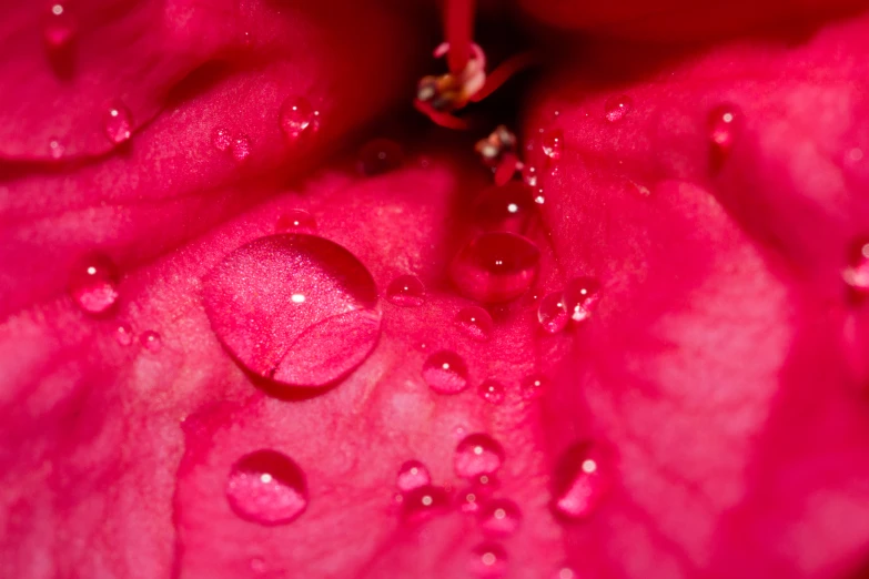 a closeup picture of the stamen of a pink flower