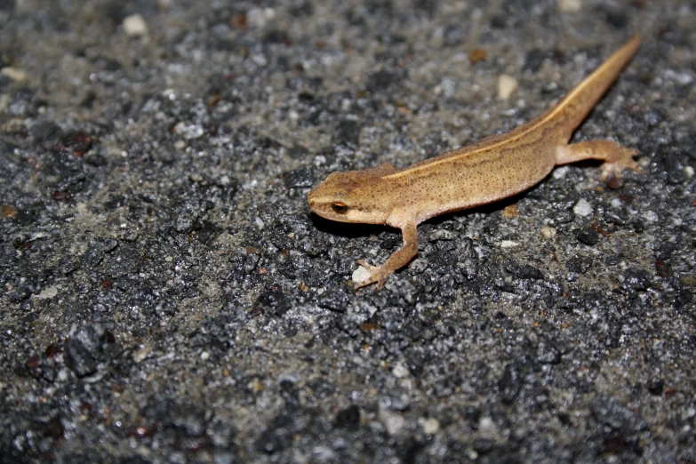 a small gecko is on concrete looking at the camera