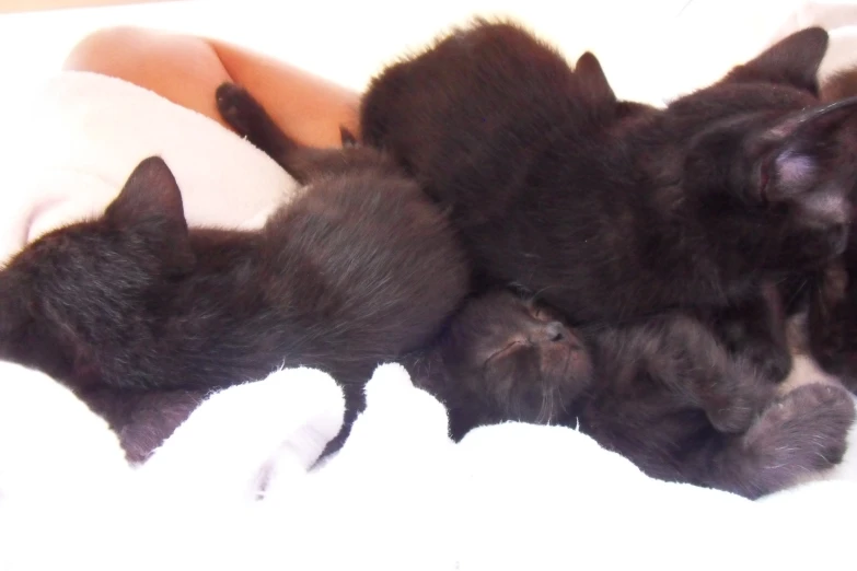 three black cats are resting on top of a bed