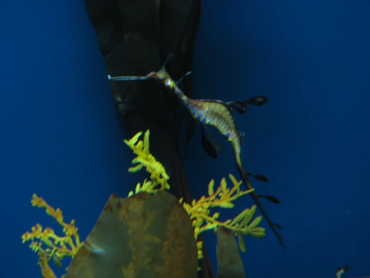 two hummingbirds are on a wall above a plant