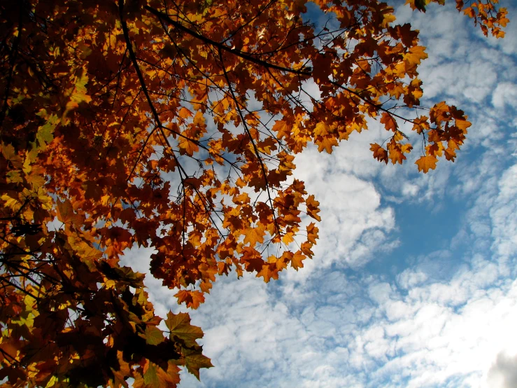 yellow and brown leaves against the blue sky