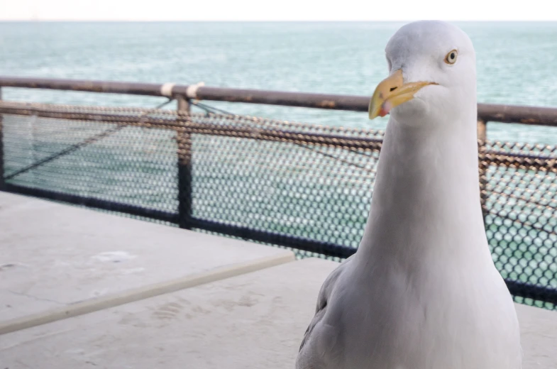 a seagull on the edge of a fence near the ocean