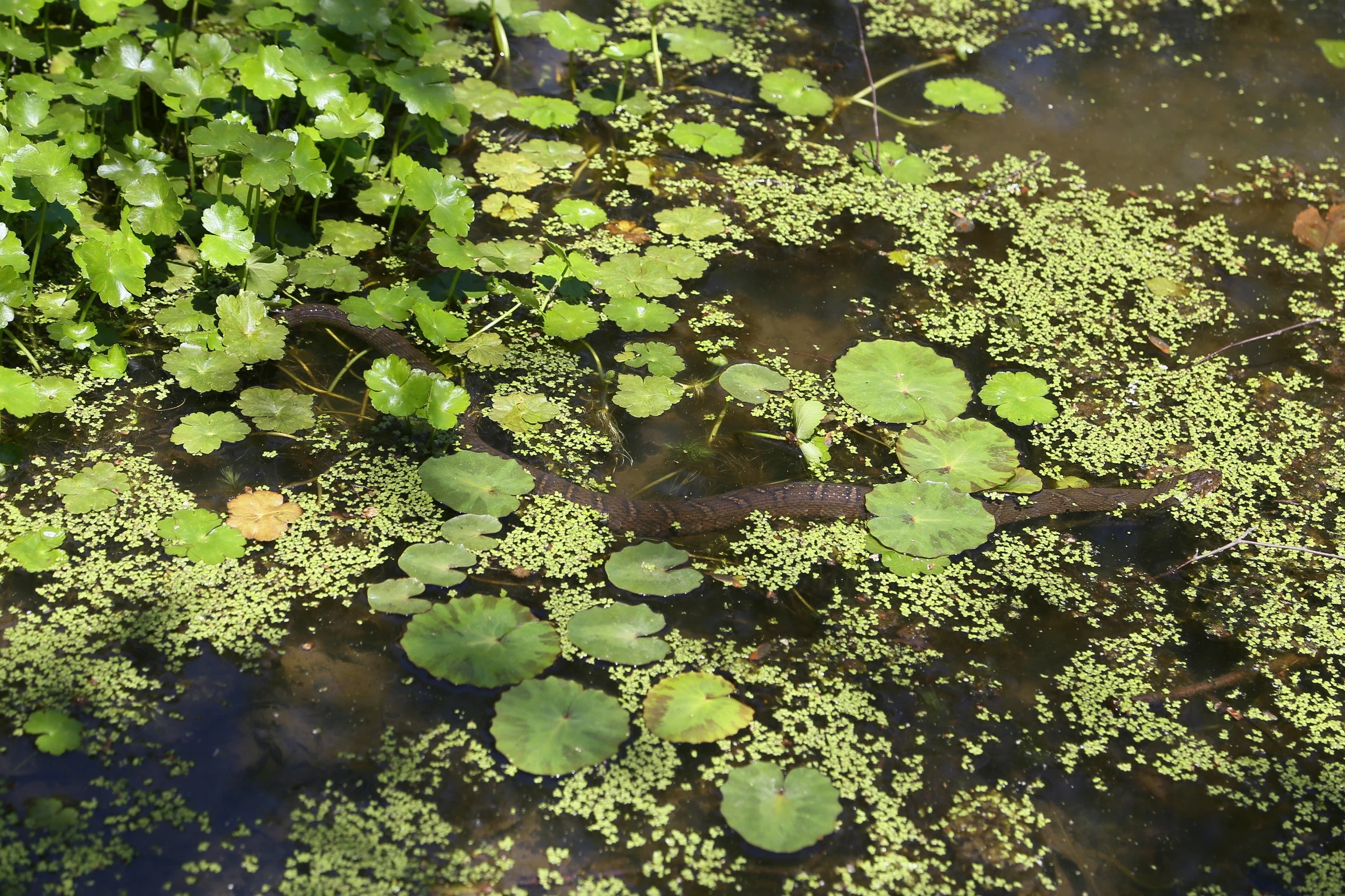 swampy water with plants and water lilies