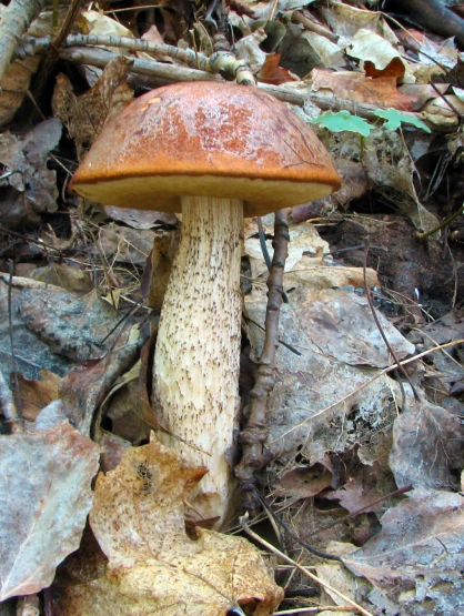 a mushroom in the woods during autumn