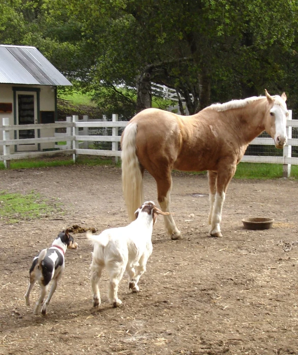 two dogs and one horse are walking in the dirt