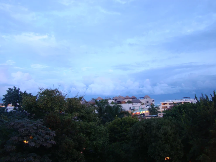 a lot of trees on a cloudy day