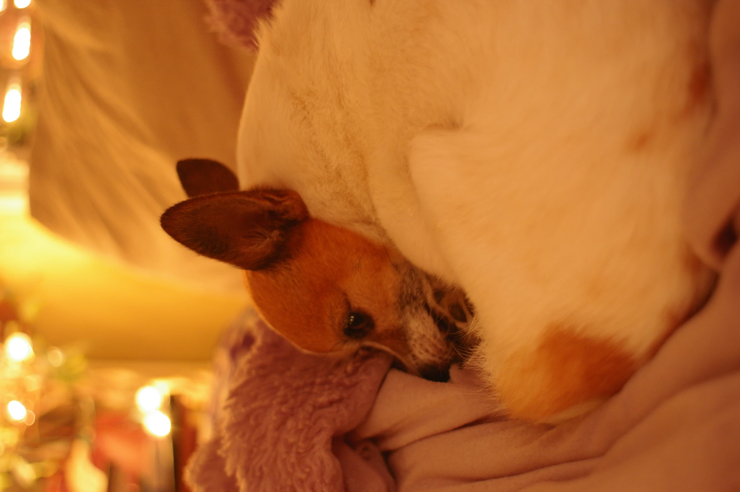 a dog that is laying down in a blanket