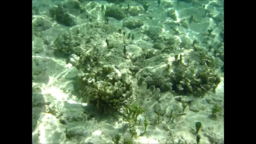 a group of fish that are floating near a sandy beach