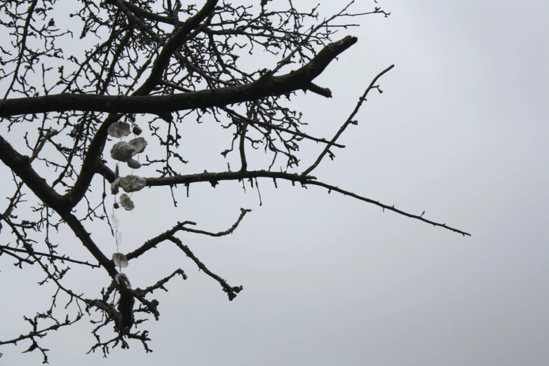 the white flowers on the tree have already wilted