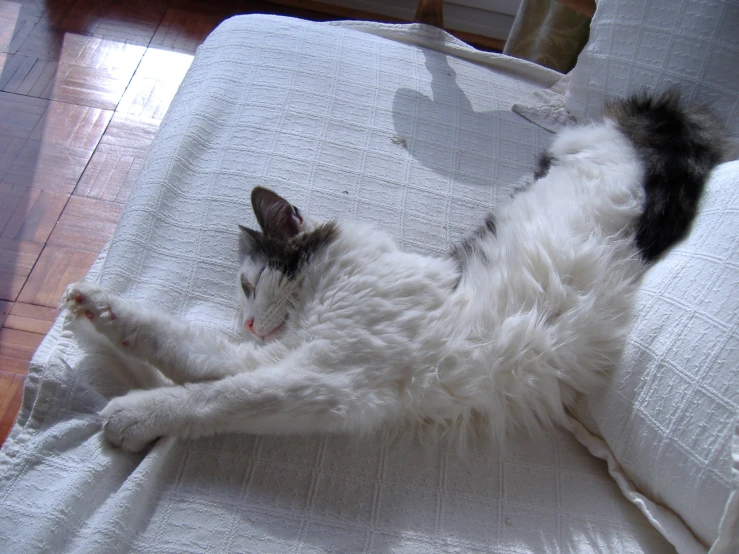 a cat with its head on top of the couch