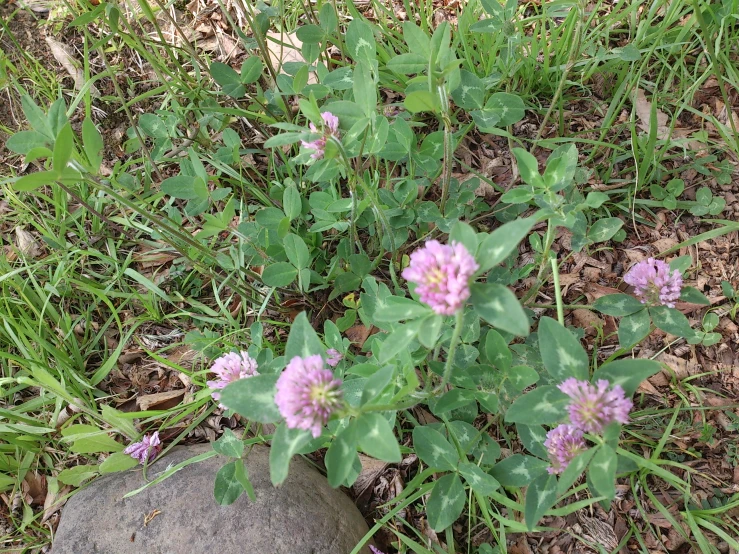 some purple flowers growing on a rock in the grass