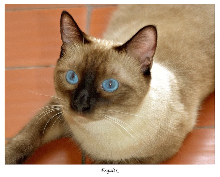 a siamese cat with blue eyes sitting on the floor