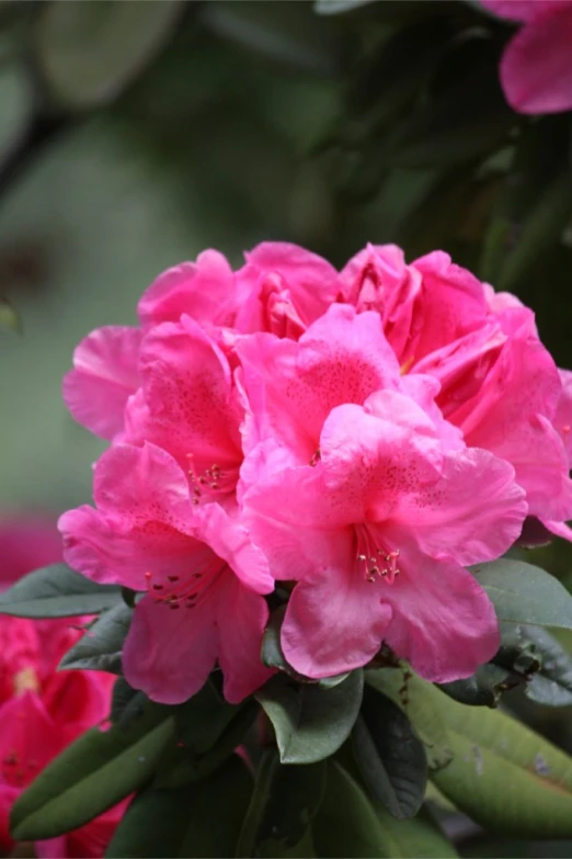 the beautiful pink flowers have open petals