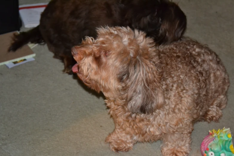 two brown dogs are sniffing each other on the floor