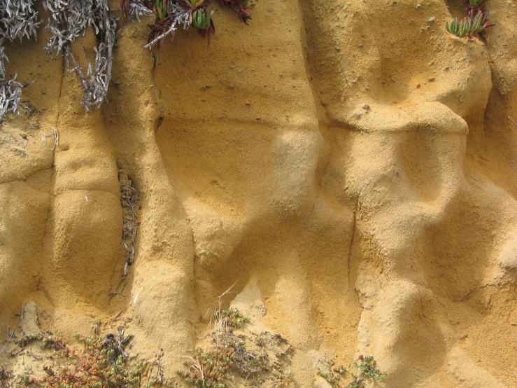 a group of plants growing on top of some dirt