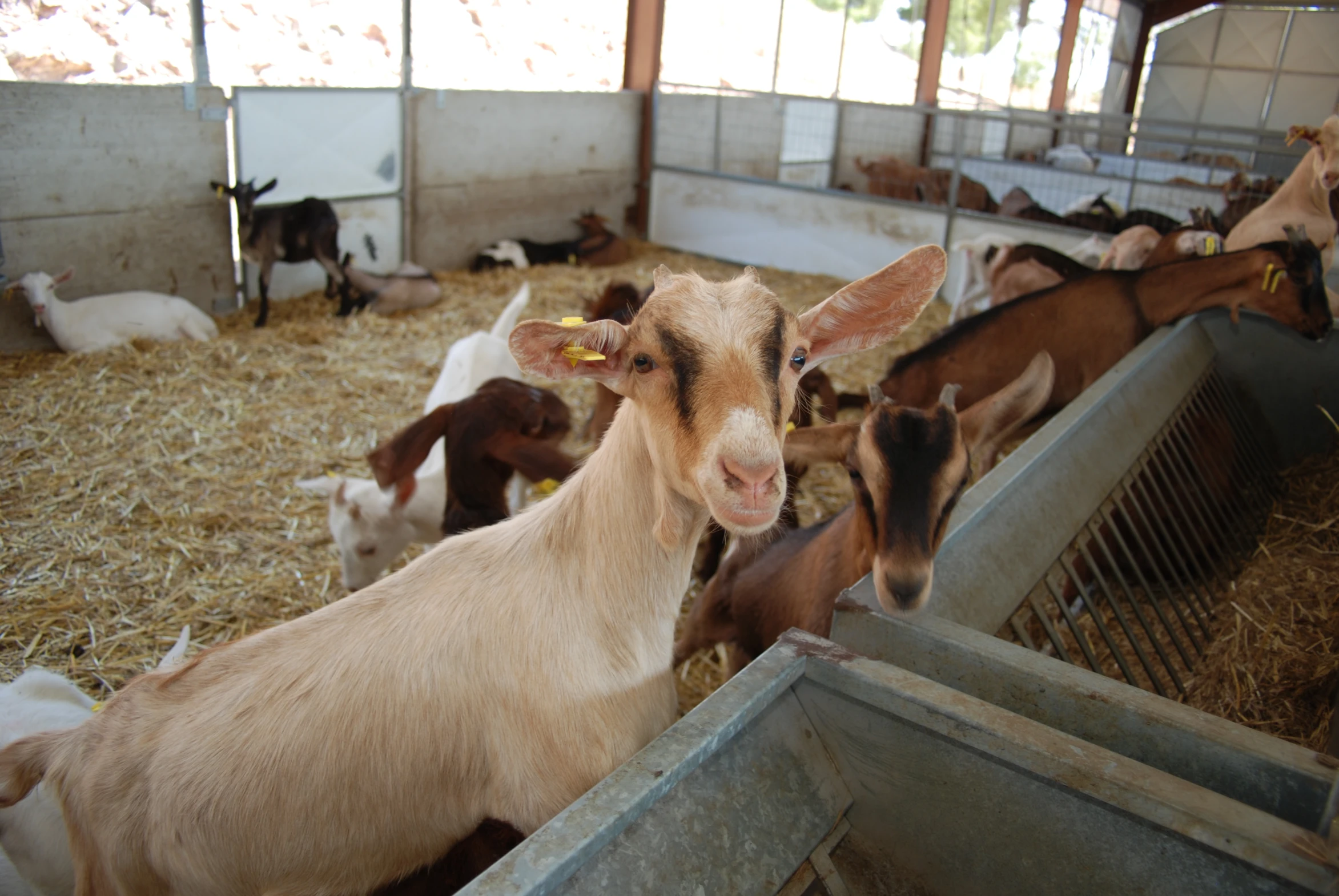 a couple of goats eating some hay in a barn