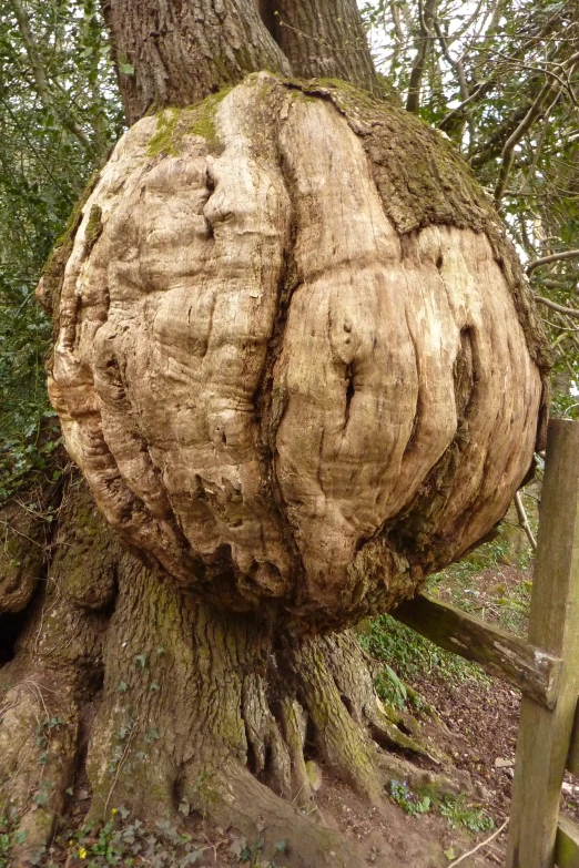 an unusual looking tree that has the trunk of it split off