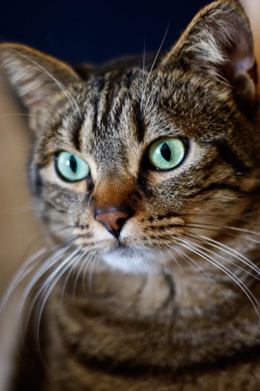 a close up po of a brown cat with green eyes