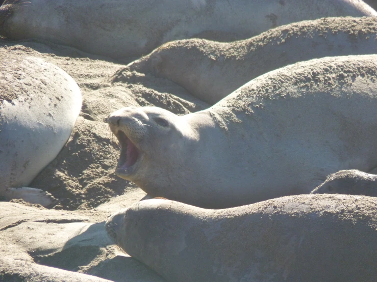 a sea lion yawns as it rests on a rocky beach