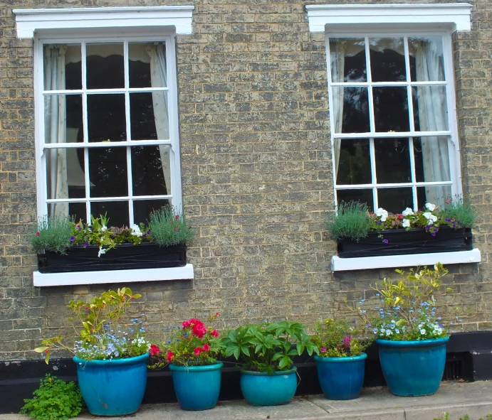 six blue pots are displaying colorful flowers next to two windows
