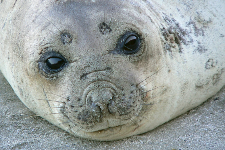 a close up of a seal face in the sand