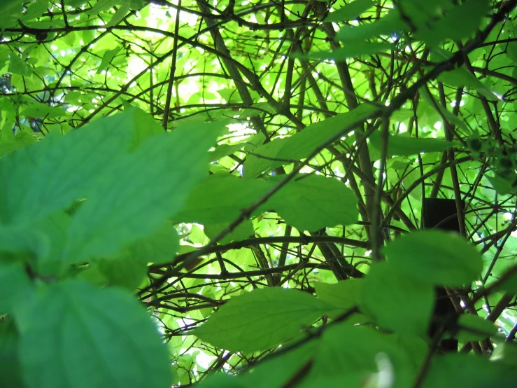 green leaves are seen through the thick nches