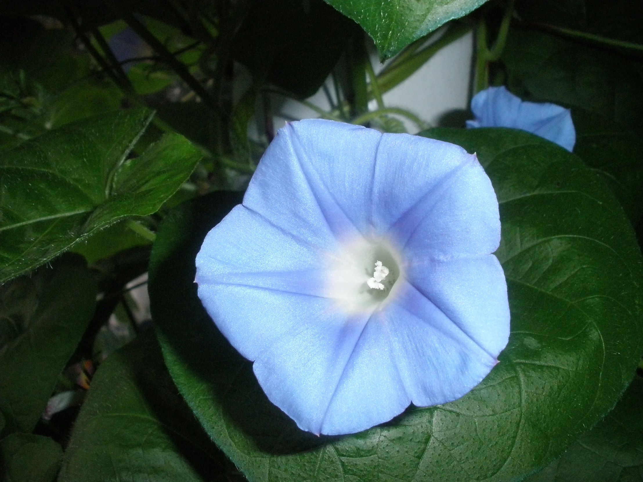 a blue flower blooming on green leaves