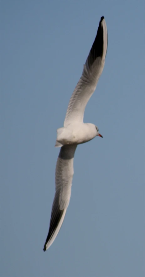 the seagull is flying through the clear blue sky