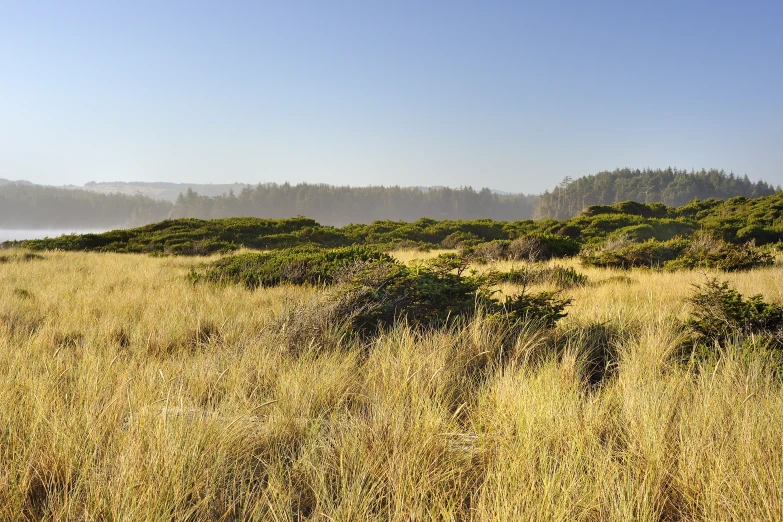 a grassy field with fog coming in from the top