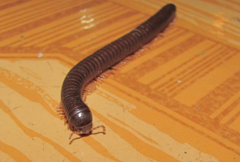 a brown and black caterpillar walking across a wooden floor