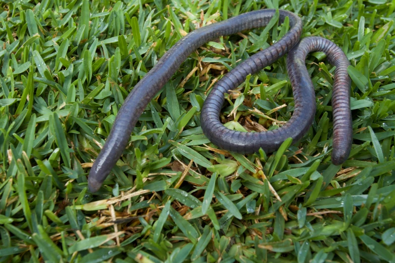 a brown worm that is lying on the grass