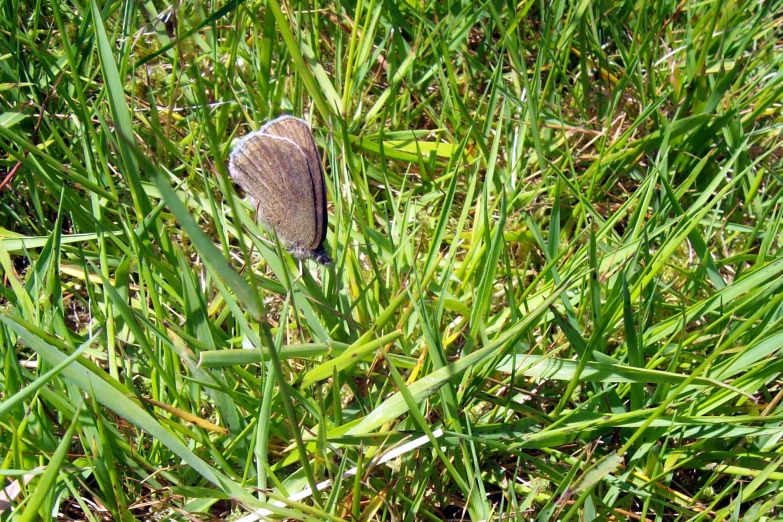 a small brown erfly on some tall green grass