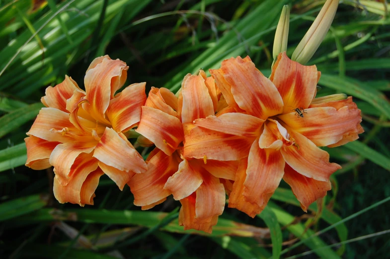 orange flowers sitting on a grass covered field