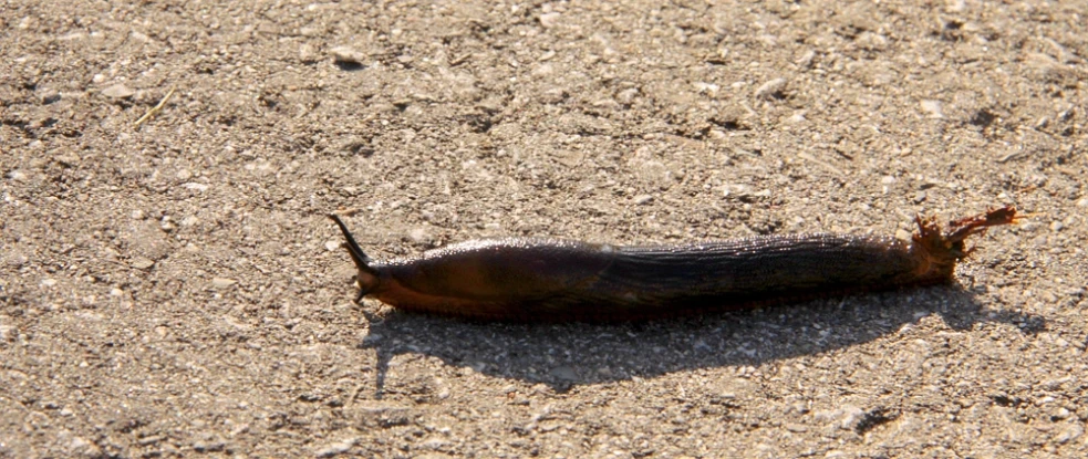 a slug crawling on the ground in the sand