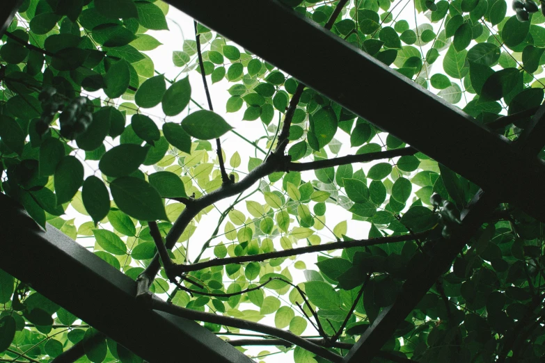 looking up through the nches of trees and leaves