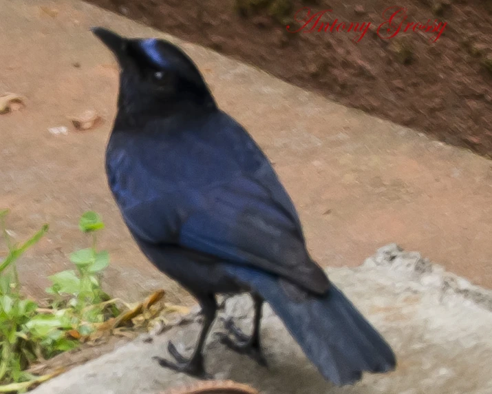 a black bird is standing on a pot of weeds