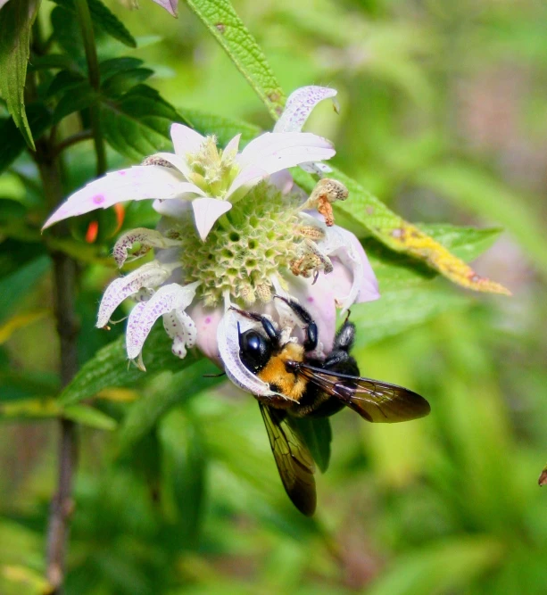 two bees are standing on top of flowers