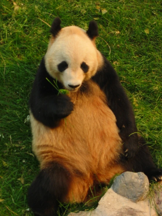 the panda is on the grass eating some leaves