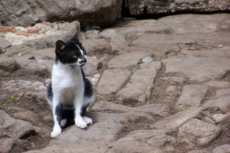 a black and white cat sitting on top of rocks