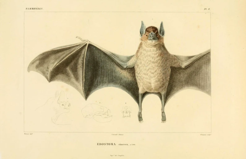 the bat is standing with its wings spread