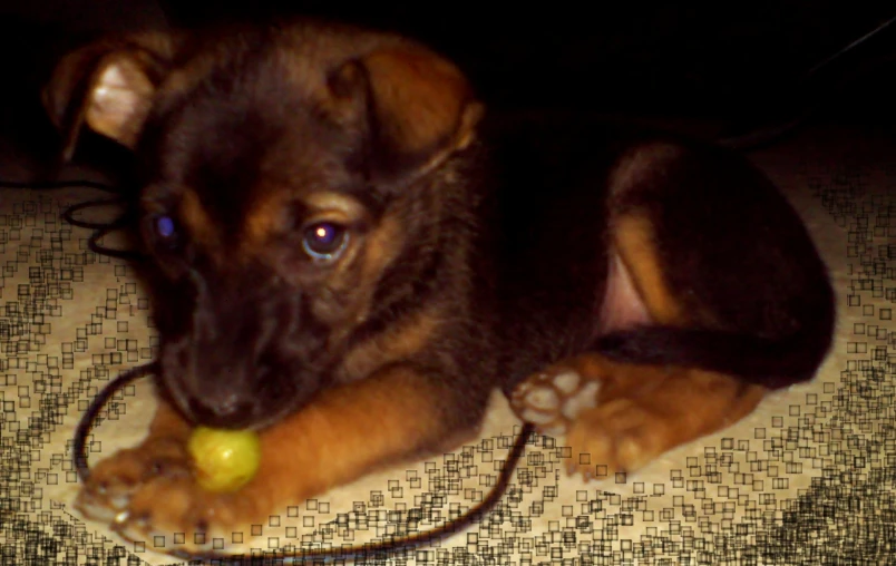 a small puppy chewing on a green apple