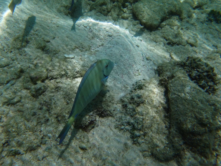 a green sea fish in the shallows of water