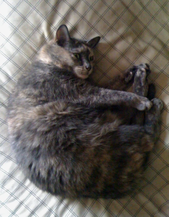 a gray cat curled up sleeping on a bed